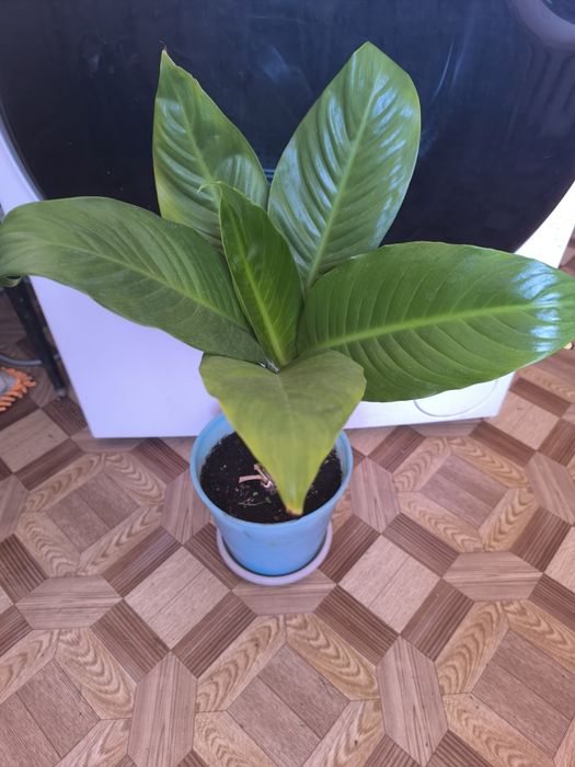 Спатифиллум женское счастье