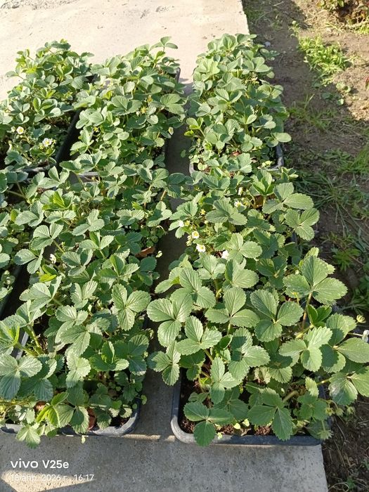 Клубника көшеттері