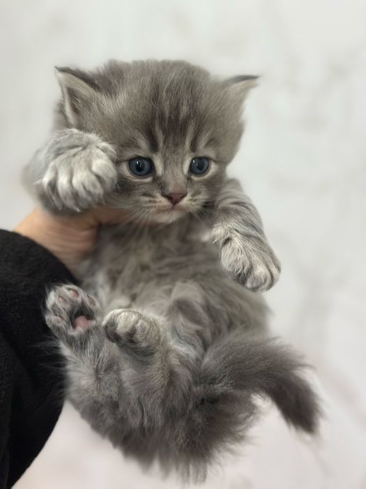 Отдам котят в хорошие руки