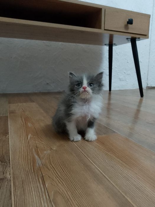 Котенок в добрые руки
