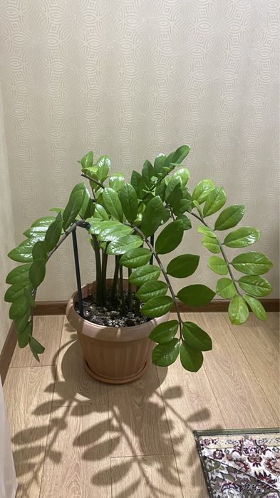 Срочно продам комнатные растения