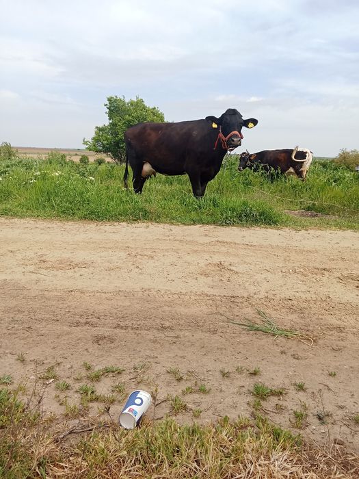 Vind vitea fătată montă din nou cu angus