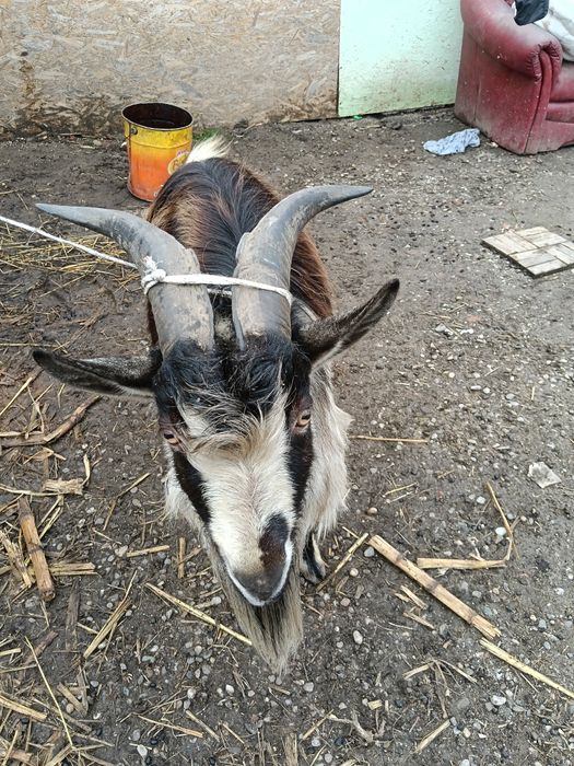 De vanzare tap tanar