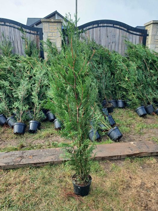 Leylandii 160-180cm