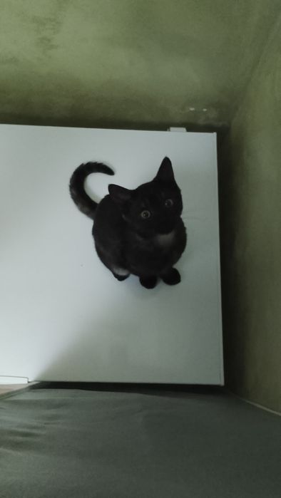 Кот на вязку опытный кот