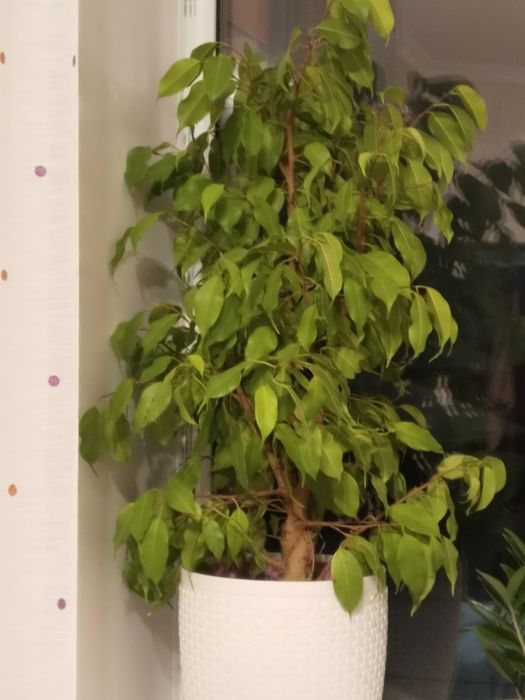 Продам цветы фикусы и бугенвилии