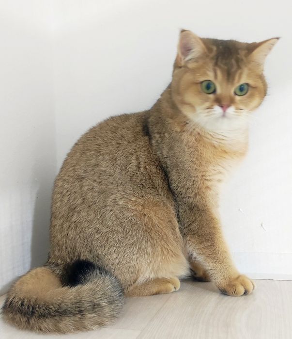 Британские шиншиллы золото 8 мес