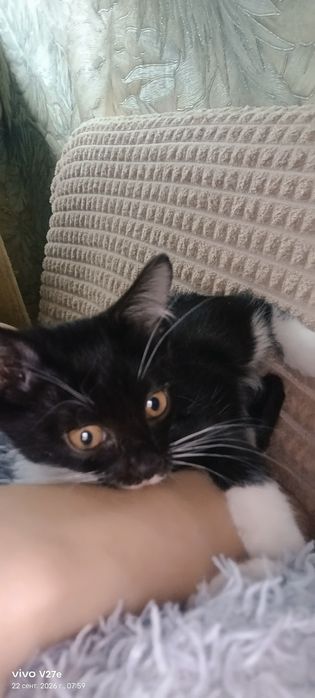 Отдам котенка в добрые руки