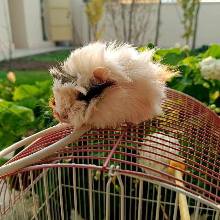 Морская свинка просто чудо