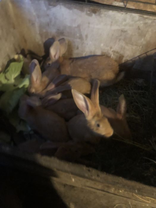 Vand iepuri  si iepuroaica