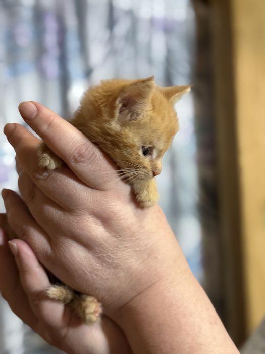 Котенок в добрые руки мальчик примерно 2 мес