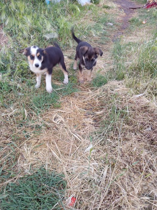 Отдам щенков девочки