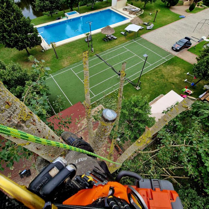 Toaletare, defrișare,taiere, reducere coraona arbori in sistem