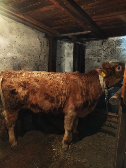 Продам бычков с откорма !