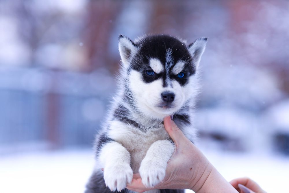 Девочки породы Сибирский Хаски щенки