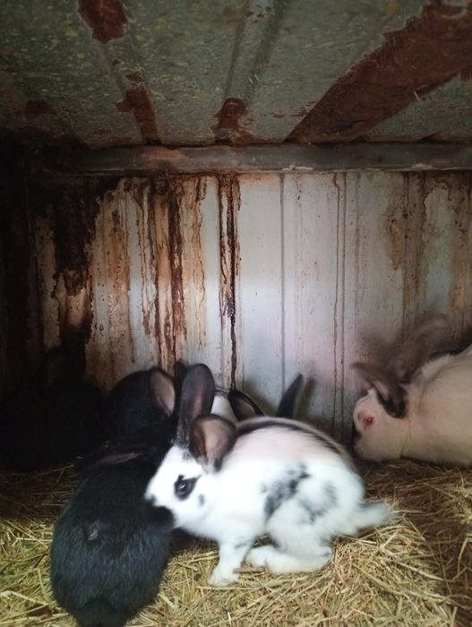 Vând iepurași Paste