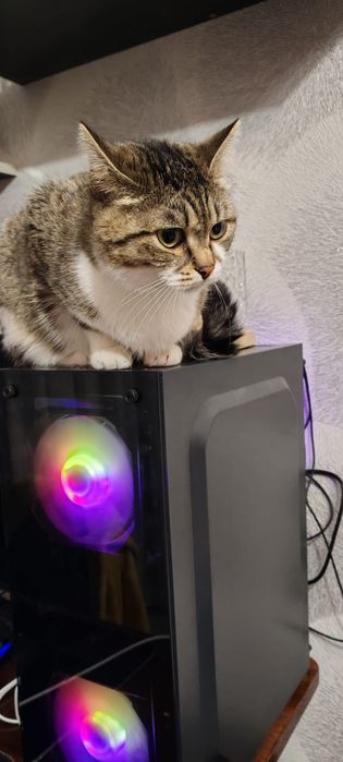 Отдаётся кошечка