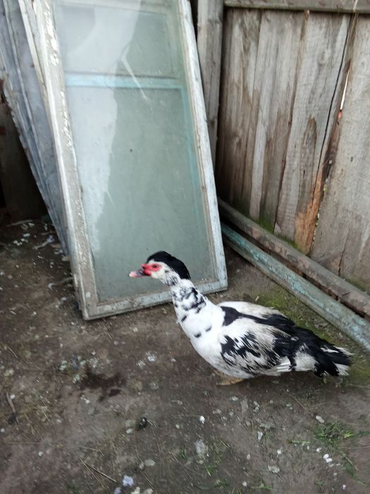 Продам индоселеня молодого