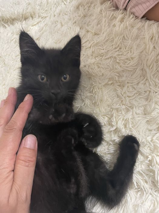 Котенок отдадим бесплатно . В добрые руки .