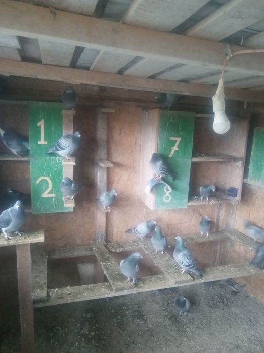 De vînzare porunbei voiajori fond și Maraton sau schimb cu păsări .