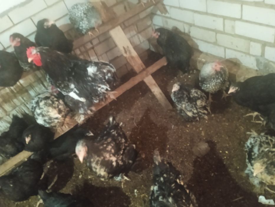 Виондот,Брама,Кохинкин сатам