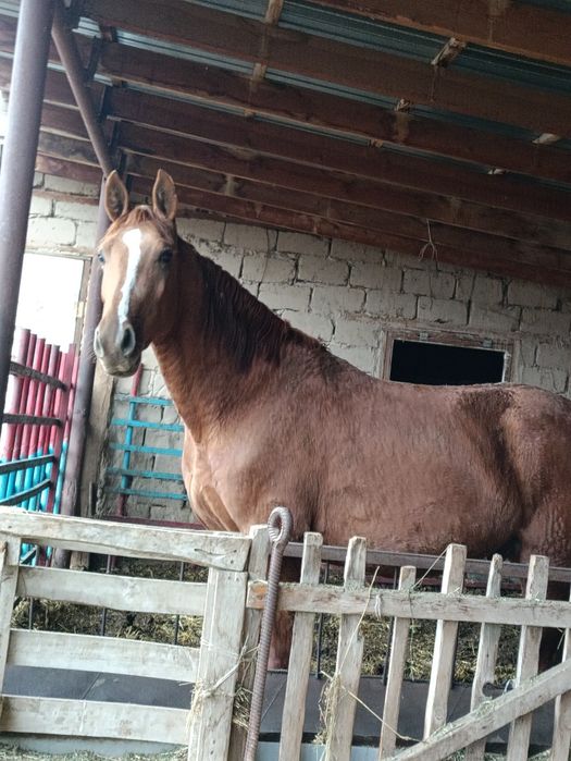 Продается 3 года