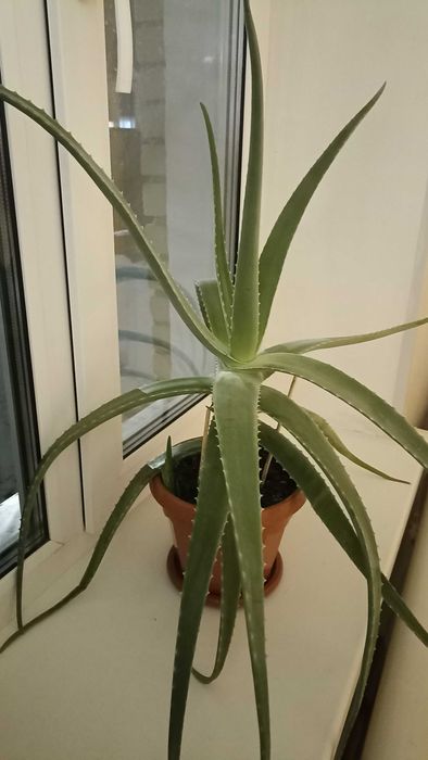 Продам комнатное растение  алоэ.