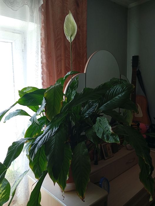 Комнатные растения