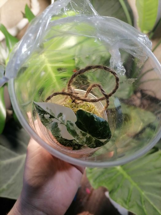 Комнатные растения