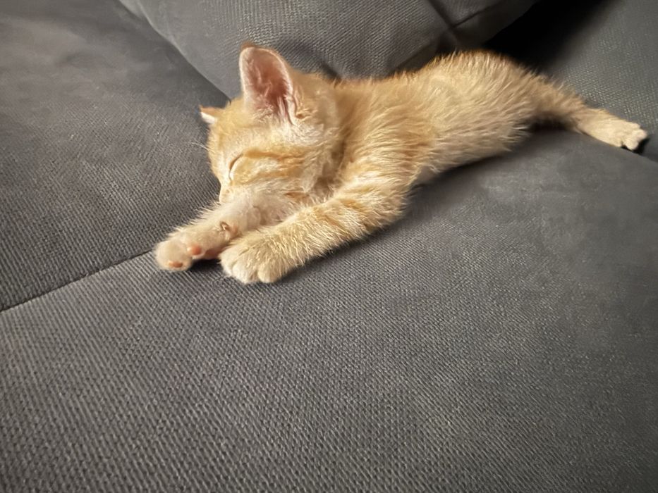 Котенок в хорошие руки