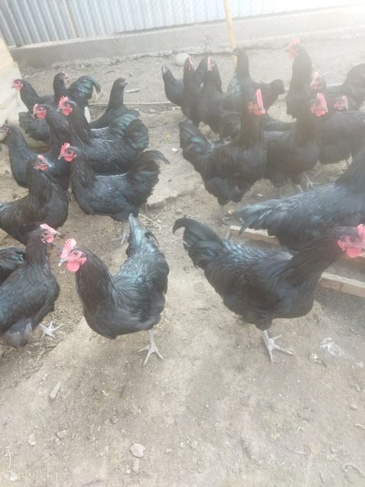 Продам. Курей. .