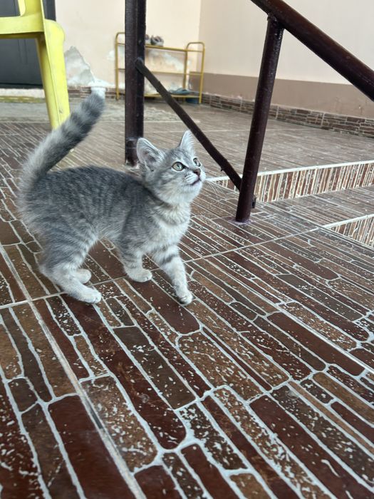 Маленький котенок