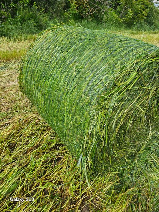 Сенаж от люцерна, както и смесен сенаж -ечемик,тритикали и ръж