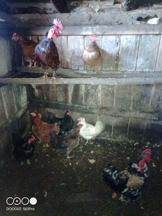Продам кур домашних