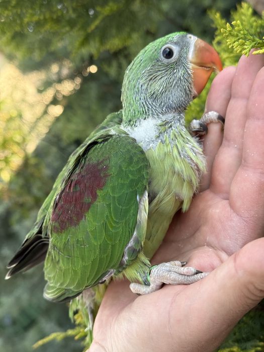 Puiut deosebit de bland papagal Marele Alexandru Alexander