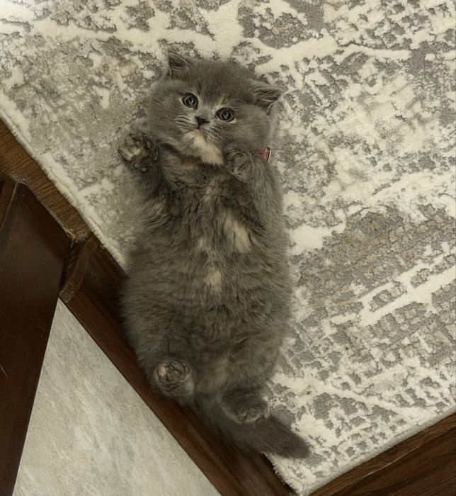 Скоттиш Фолд Девочка