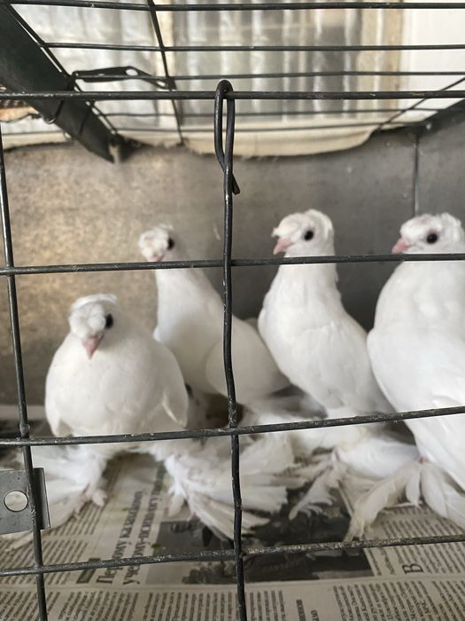 Выводы 2025г по старопородным