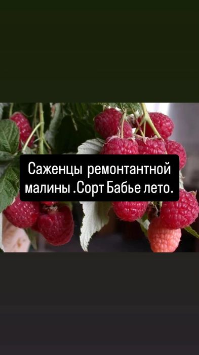 Продам саженцы малины