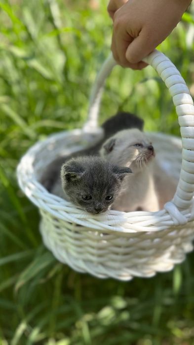 Мушуклар сотилади