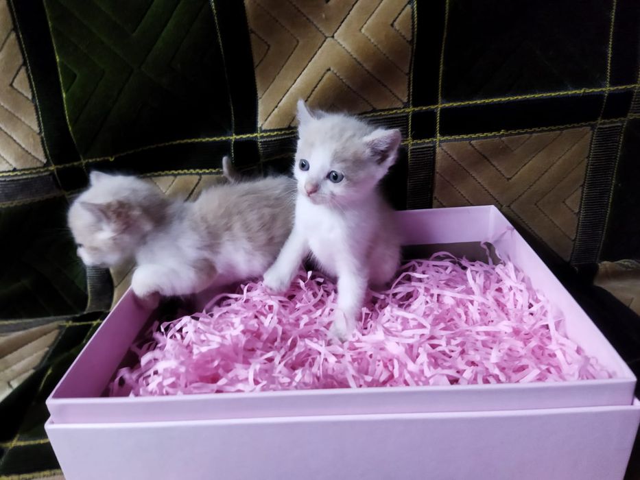 Котята на бронирование!