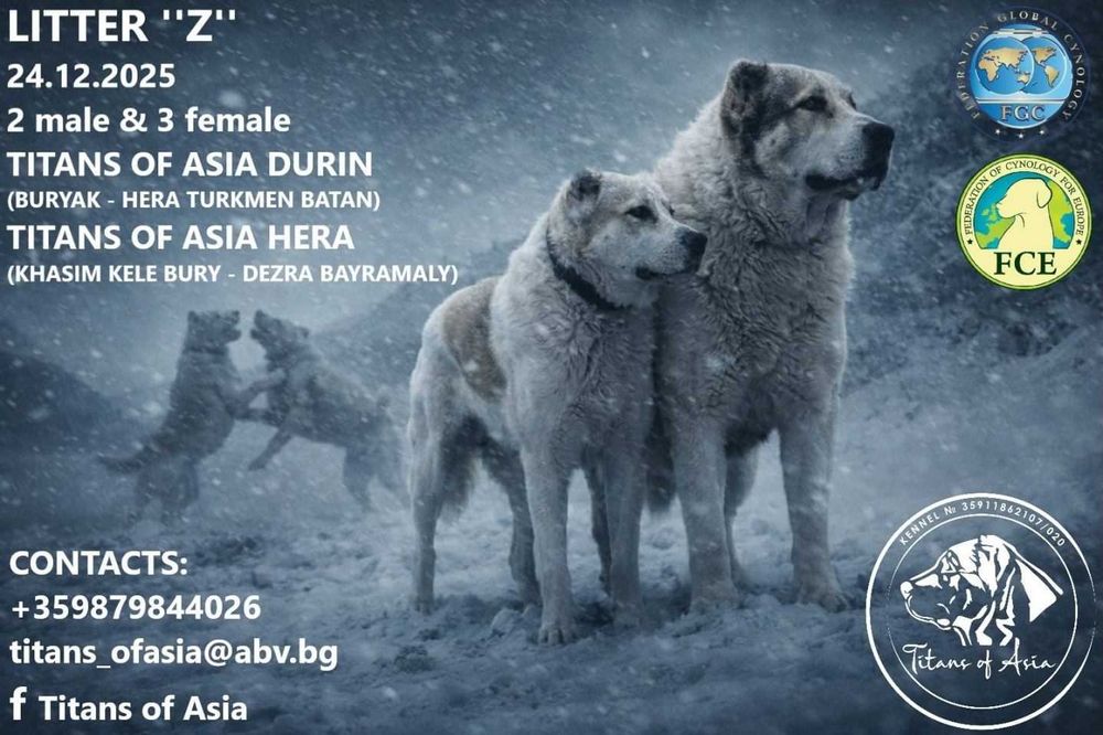 Женско САО , АЛАБАЙ , Туркменски Вълкодав