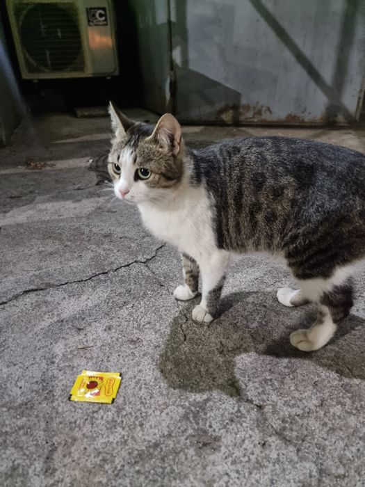 Кошечка в добрые руки