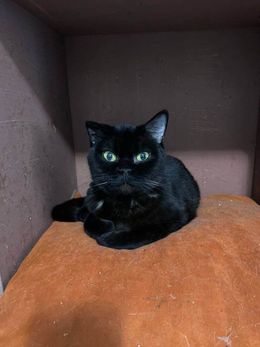 Кошка в добрые руки