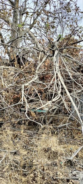 Дрова бесплатно (дрова бепуль)