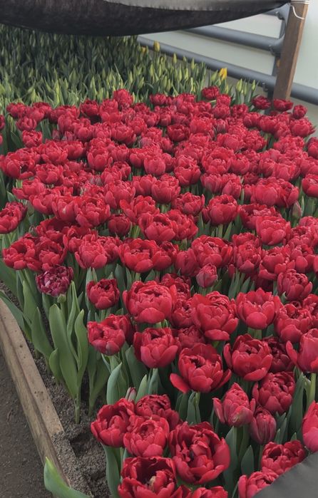 Тюльпаны оптом местные