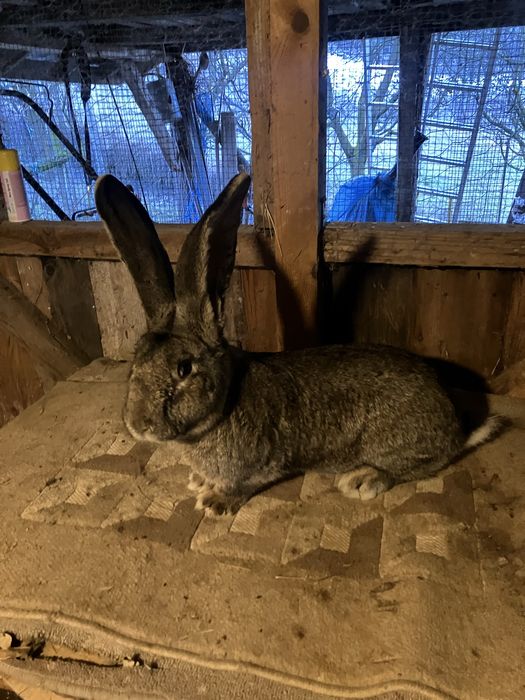 Vind 2 masculi urias german din luna aprilie