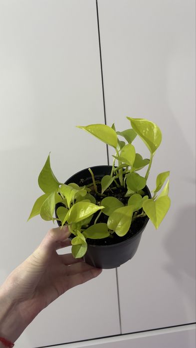 Неон — цветок, лиана