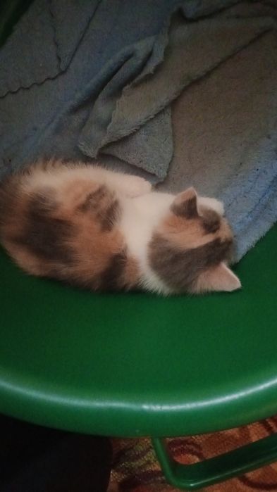 Отдам котёнка в добрые руки