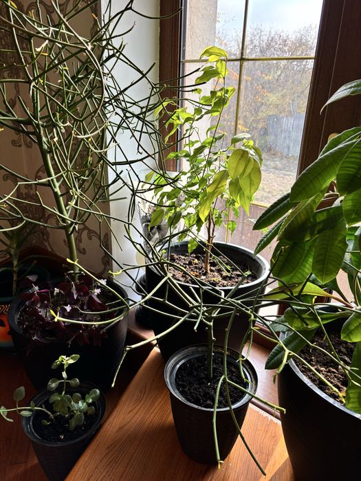 Комнатные растения