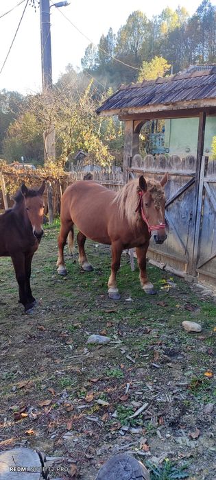 Vând iapa (7 ani)+mânz și iapa (2 ani)